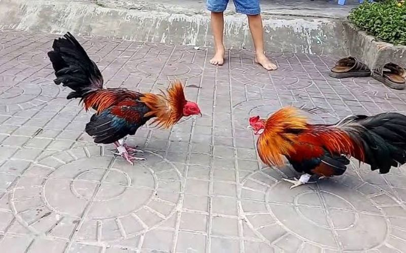 Kinh nghiệm xem đá gà Campuchia