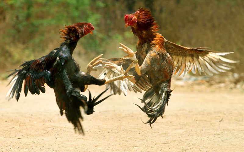 Cách lựa chọn chiến kê đá gà cựa dao phù hợp