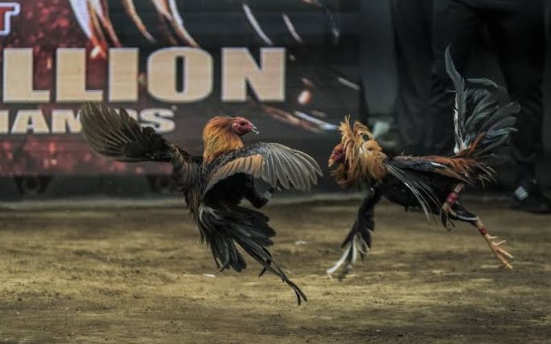 Chiến thuật chọn chiến kê đá gà cựa dao hiệu quả