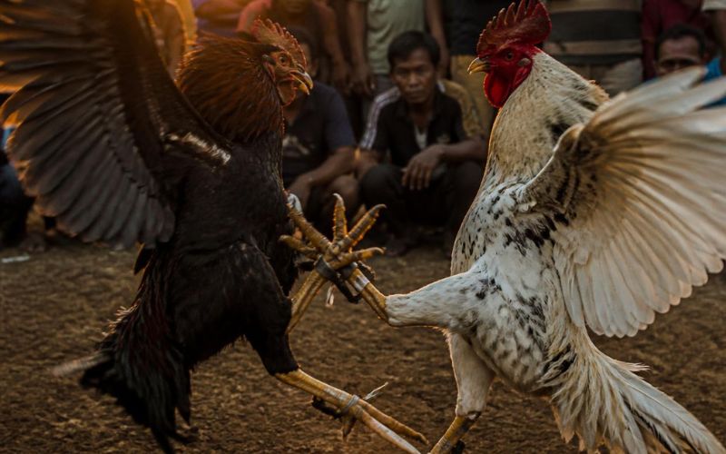 Kinh nghiệm theo dõi đá gà cựa sắt