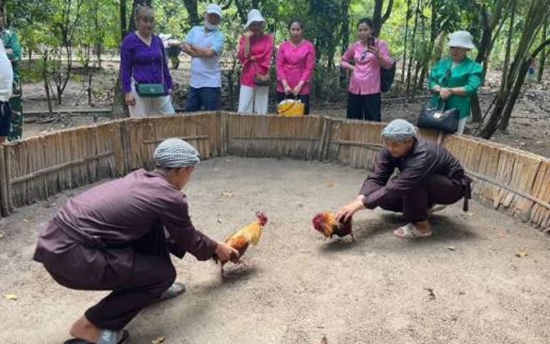Đá gà Thomo và những trận đấu hấp dẫn