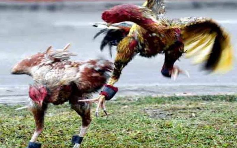 Đá gà Thomo và những trận đấu hấp dẫn